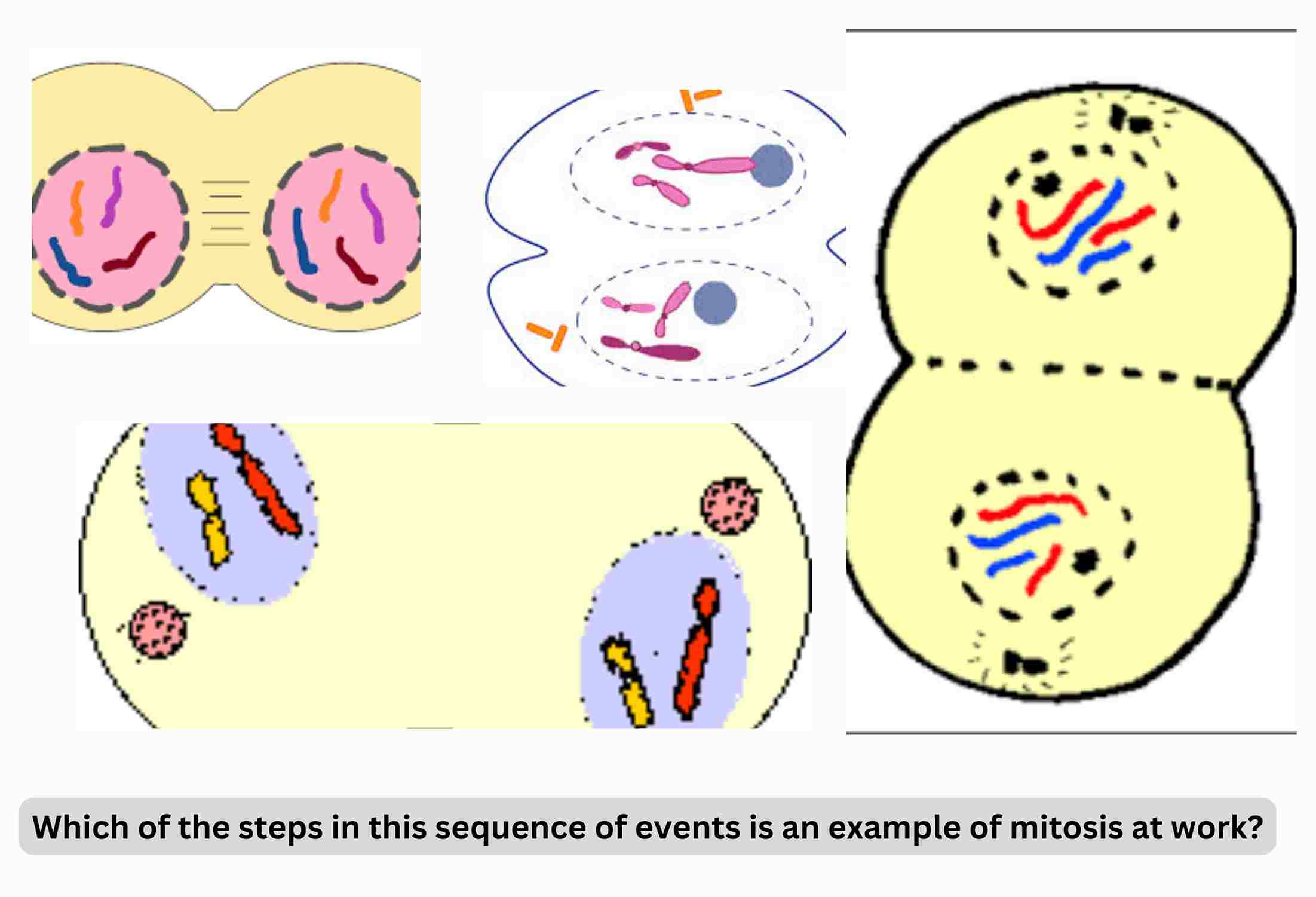Which of the steps in this sequence of events is an example of mitosis at work